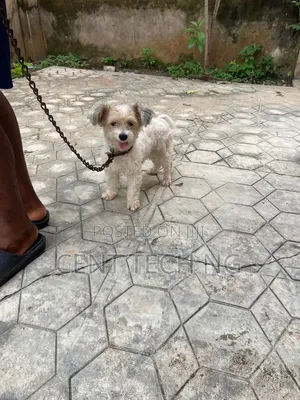 1+ year Male Purebred Lhasa Apso