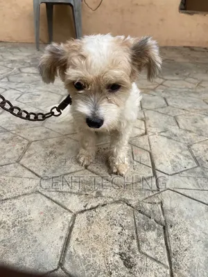 1+ year Male Purebred Lhasa Apso