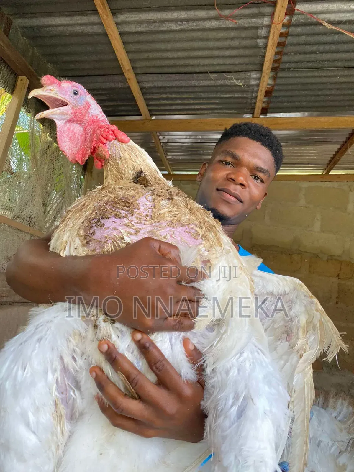 Foreign Turkey