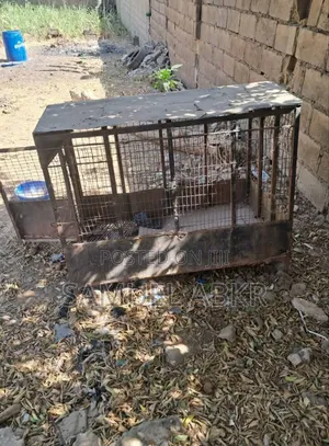 Dog Cage for Sale Kaduna