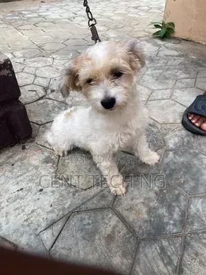 1+ year Male Purebred Lhasa Apso