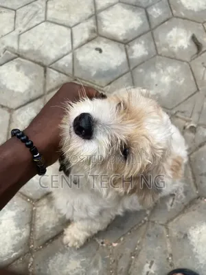 1+ year Male Purebred Lhasa Apso