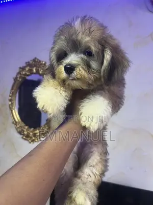 1-3 months Male Purebred Lhasa Apso