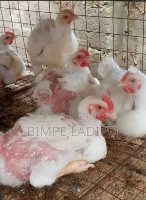 Bimlad Farms