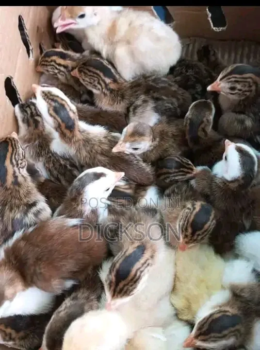 Unique Farm