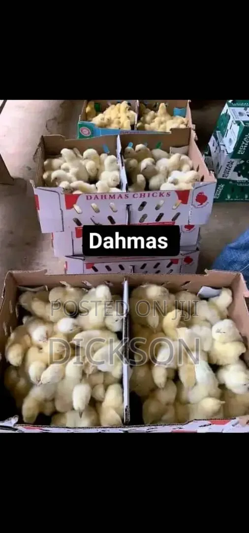 Unique Farm