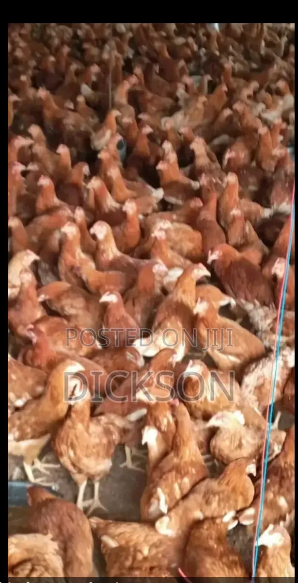Unique Farm