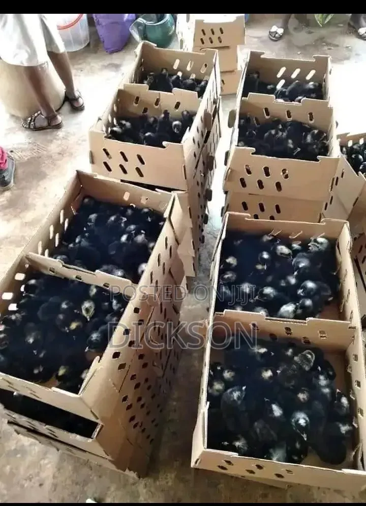 Unique Farm