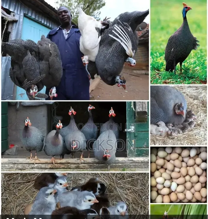 Unique Farm