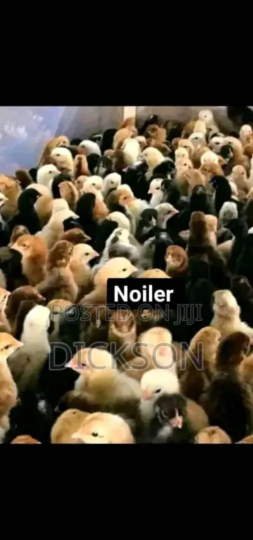 Unique Farm