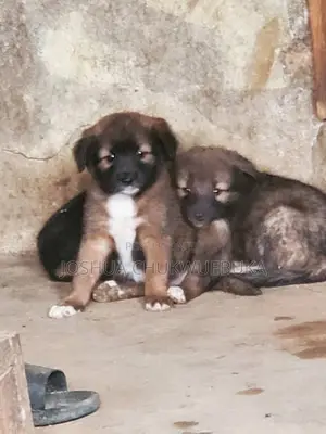 1-3 months Female Purebred Caucasian Shepherd