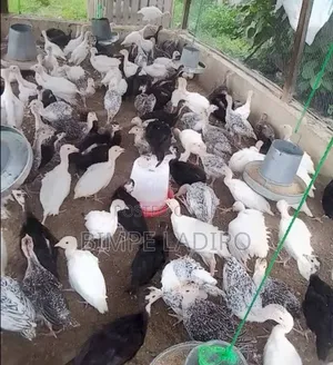 Bimlad Farms