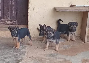 1-3 months Female Purebred German Shepherd
