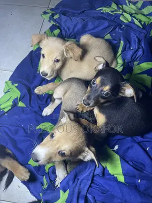 1-3 months Male Mixed Breed Basenji