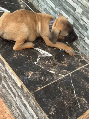 1-3 months Female Purebred Boerboel
