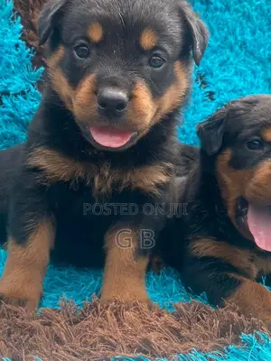 1-3 months Female Purebred Rottweiler