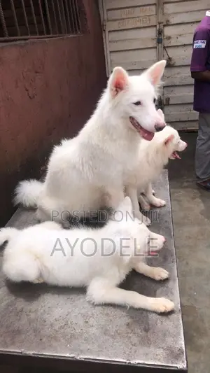 1-3 months Female Purebred American Eskimo
