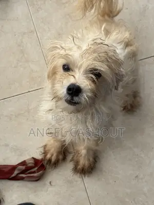 6-12 months Female Mixed Breed Lhasa Apso