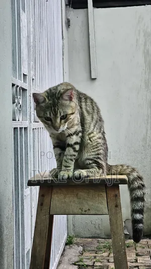 1-3 months Male Purebred American Shorthair