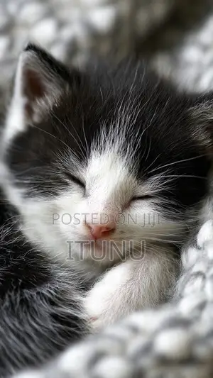 0-1 month Female Mixed Breed Cat
