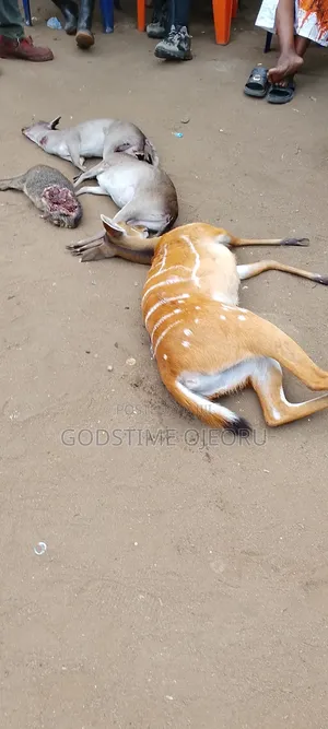 Fresh Bush Meat Available at Affordable Price