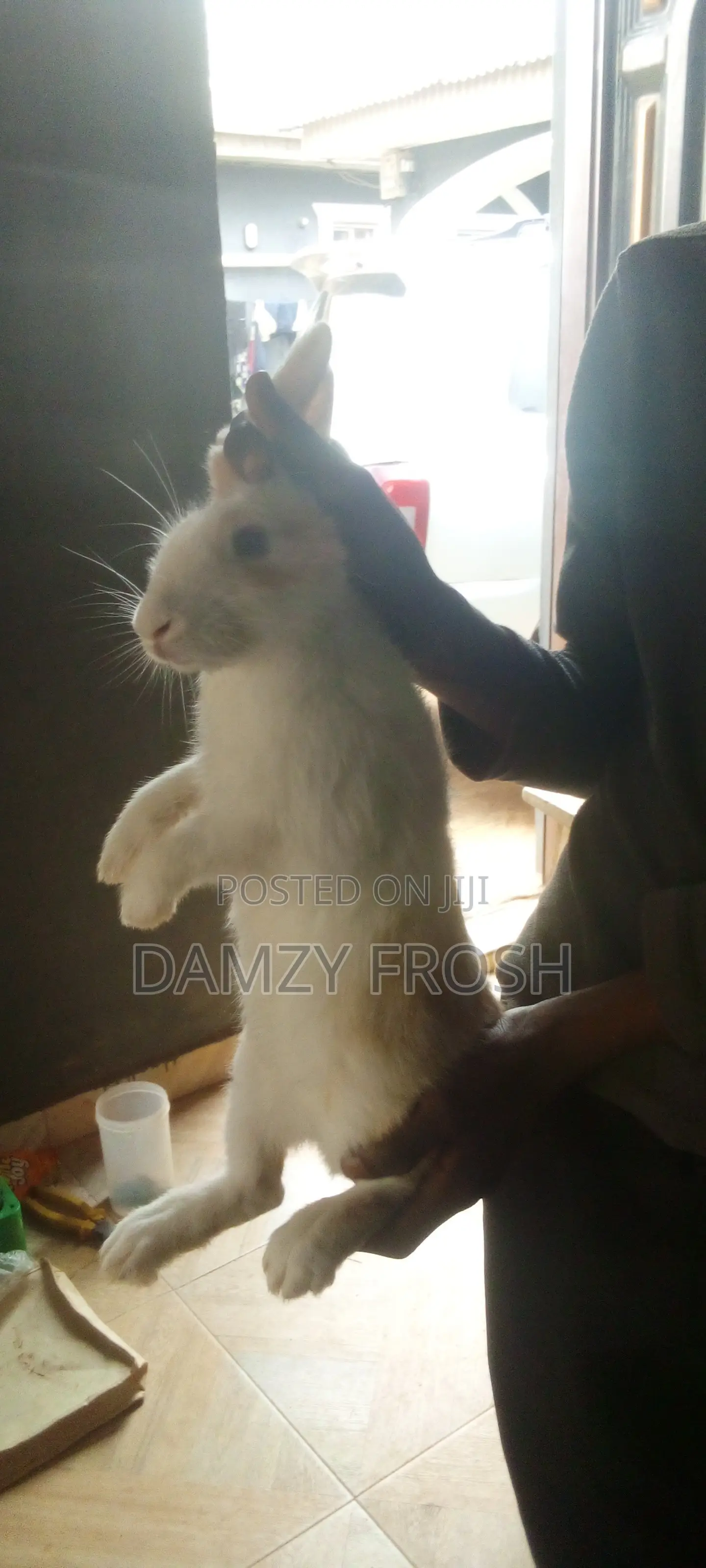 Td's Rabbit Farm