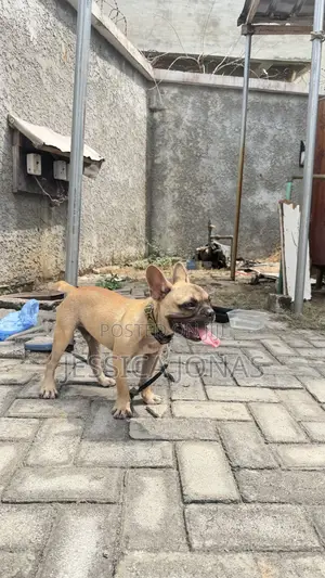 6-12 months Male Purebred French Bulldog