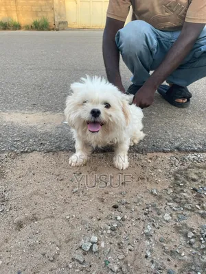 6-12 months Female Purebred Lhasa Apso