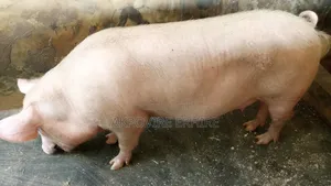 I Have Pig For Sale