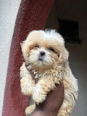 1-3 months Female Purebred Lhasa Apso