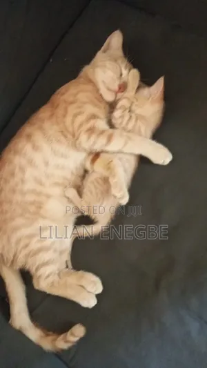 1+ year Male Purebred Cat