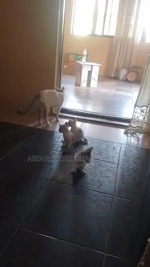 1-3 months Female Mixed Breed Cat