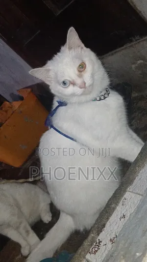 6-12 months Female Purebred Turkish Angora