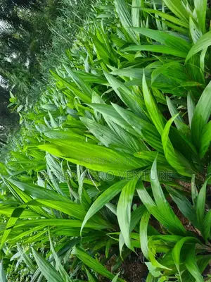 Hybrid Tenaira Palm