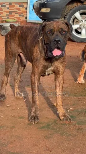 1+ year Male Purebred Boerboel