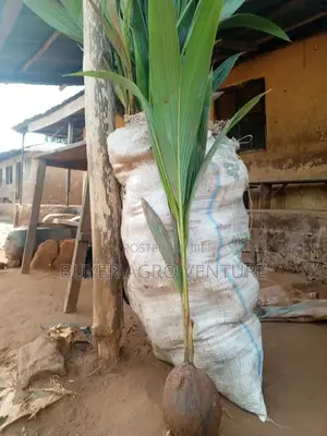 Hybrid Dwarf Coconuts