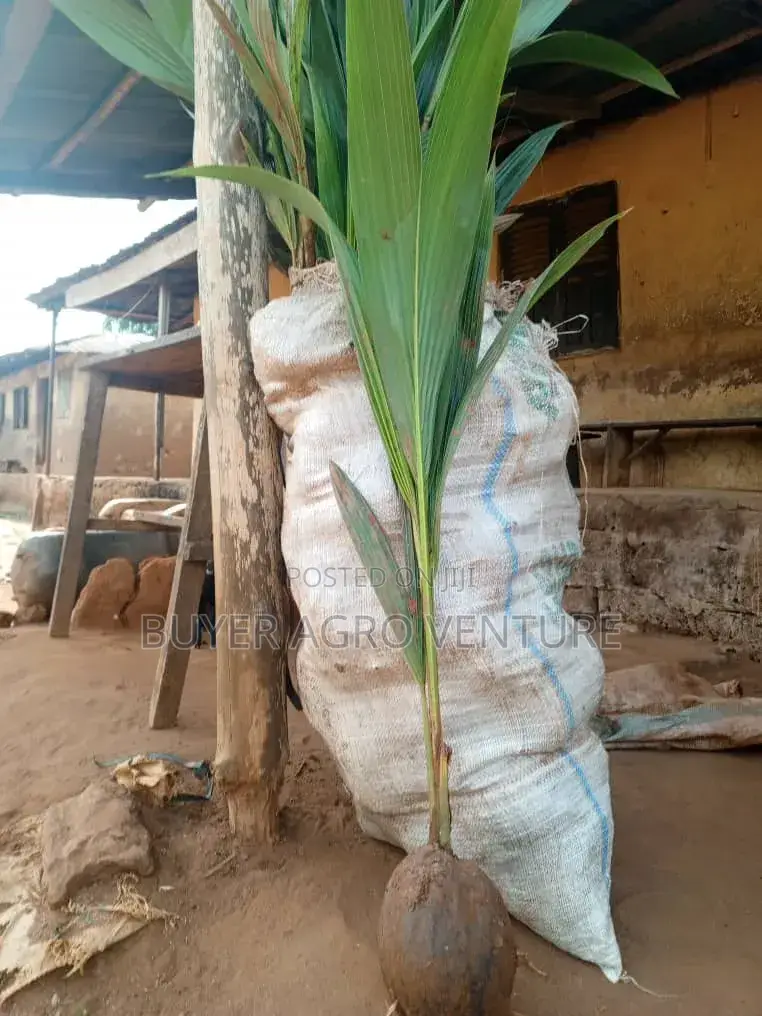 Hybrid Dwarf Coconuts
