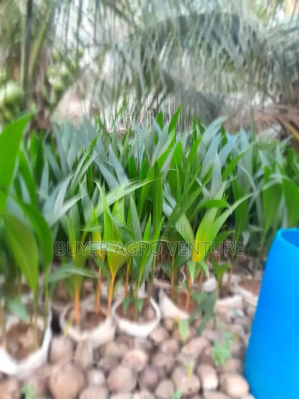 Hybrid Dwarf Coconuts