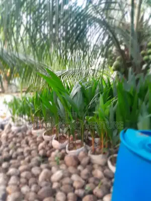 Hybrid Dwarf Coconuts