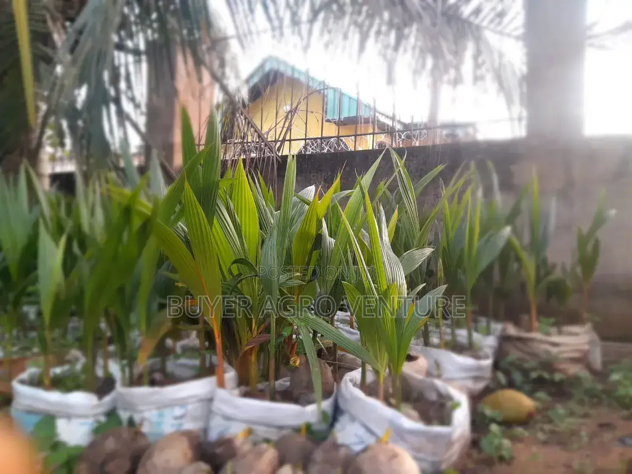 Hybrid Dwarf Coconuts