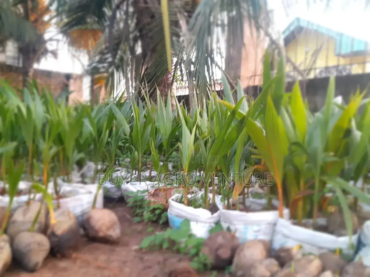 Hybrid Dwarf Coconuts