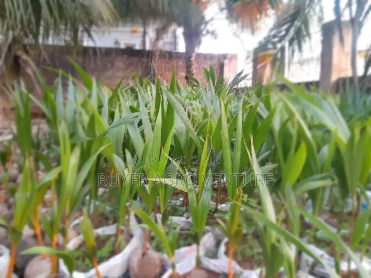 Hybrid Dwarf Coconuts