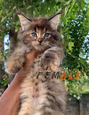 1-3 months Female Purebred Maine Coon