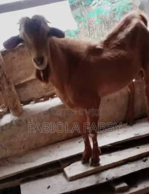 Big Healthy Goat