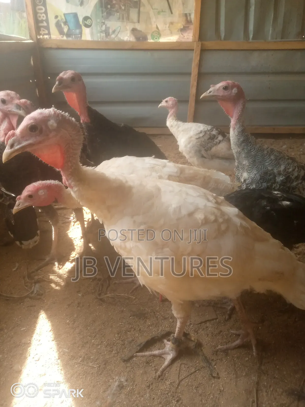 Turkeys for Urgent Sales