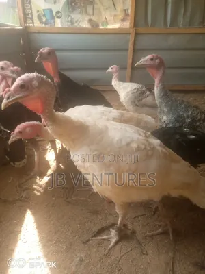 Turkeys for Urgent Sales