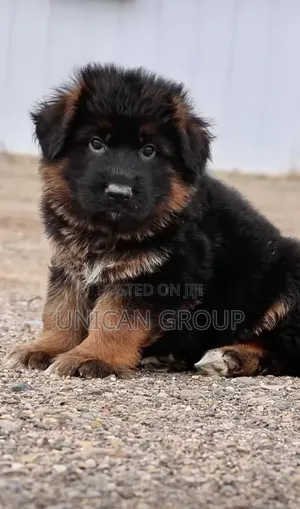 1-3 months Male Purebred German Shepherd