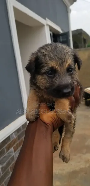 1-3 months Female Purebred German Shepherd