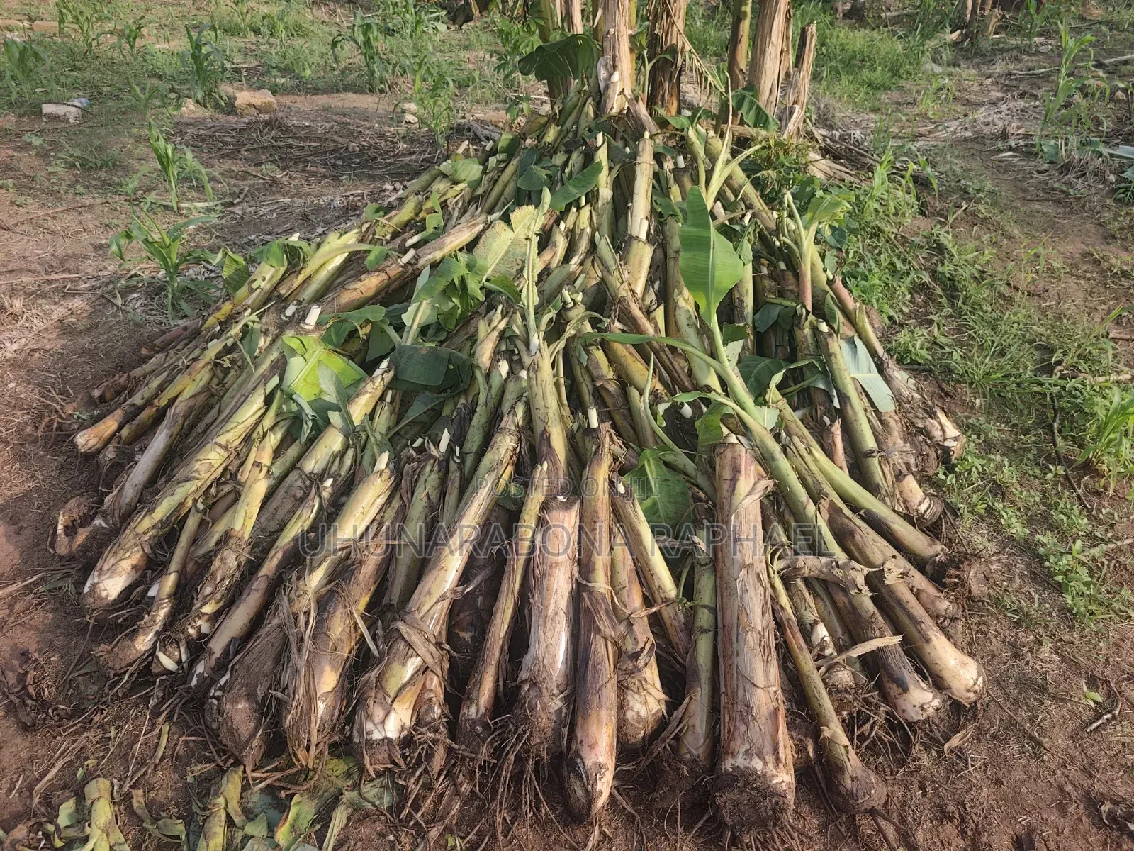 Hybrid Plantain Suckers