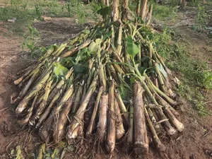 Hybrid Plantain Suckers
